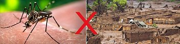 O mosquito Aedes Aegypti e a tragédia de Mariana.